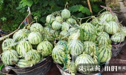 威海吃瓜网红是谁啊视频,视频走红背后的故事